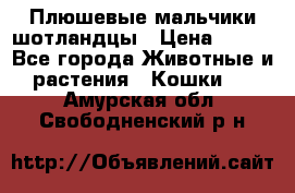 Плюшевые мальчики шотландцы › Цена ­ 500 - Все города Животные и растения » Кошки   . Амурская обл.,Свободненский р-н